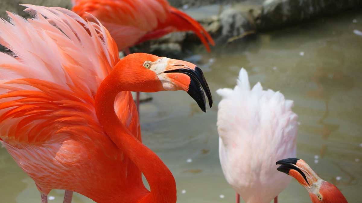 Stagno Notteri e fenicotteri rosa: Villasimius tra natura e fotografia