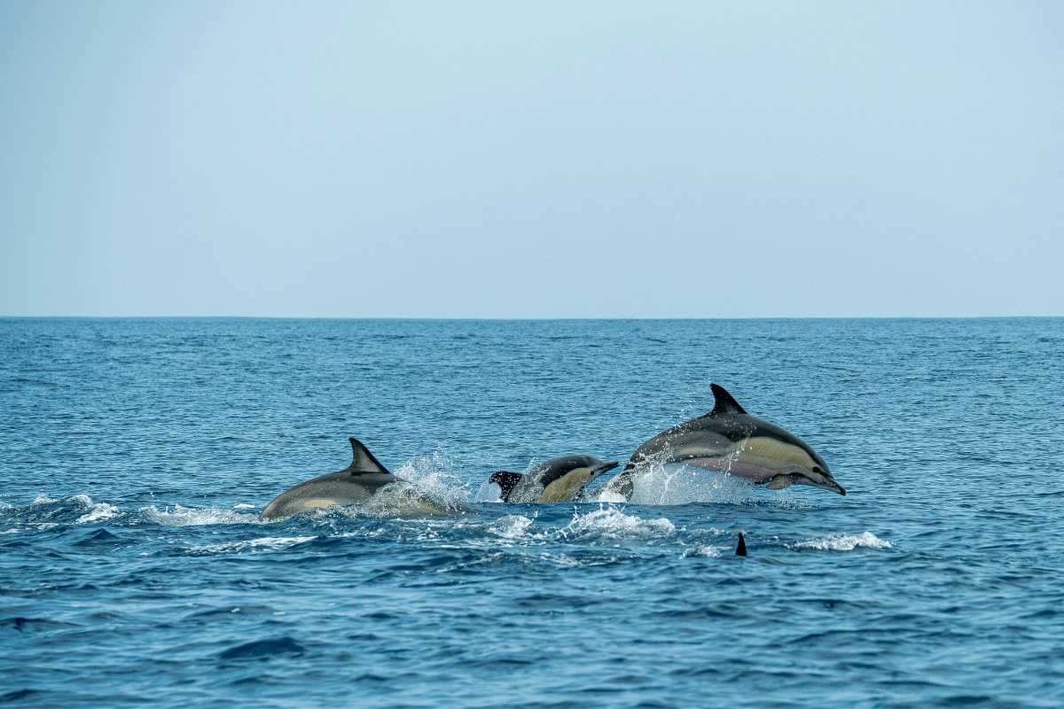Turisti a bordo di un gommone durante un’escursione, intenti a fotografare un branco di delfini nelle acque dell’Area Marina Protetta Capo Carbonara, Villasimius, scenario di costa e mare turchese